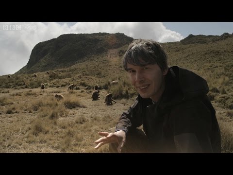 Brian Cox uncovers the gelada baboons - Human Universe: Episode 1 Preview - BBC