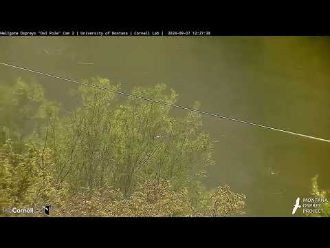 Hellgate Osprey - Somebirdy in Flight - Sat 9-7-24