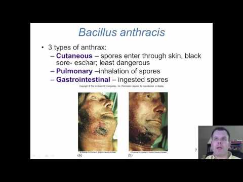 Chapter 19   Gram Positive Bacilli of Medical Importance