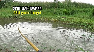 Download lagu Spot liar ini potensi jadi sarang nila babon yang jadi incaran pemancing mp3