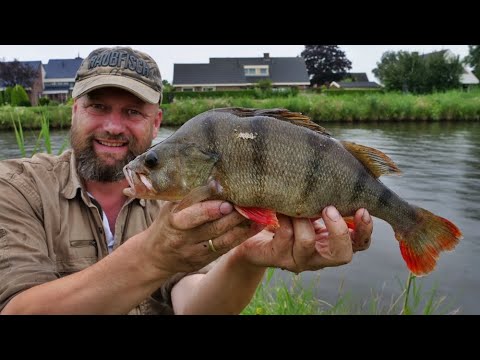 Matze Koch: Perch with Earthworm - Matze's Antics 07-2020