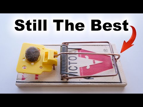 Best Mouse Trap – Best Bait