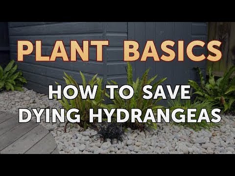 How to Dry an Overwatered Plant