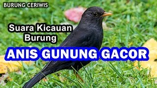 Download lagu SUARA KICAUAN BURUNG ANIS GUNUNG ATAU ANIS GADING GACOR COCOK BUAT MASTERAN mp3