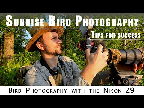 Sunrise Bird Photography with Tips on Photographing Birds in Flight | Nikon Z9