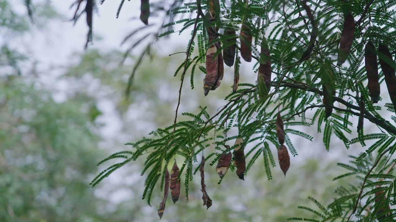 Desert Plants: Desert Fern