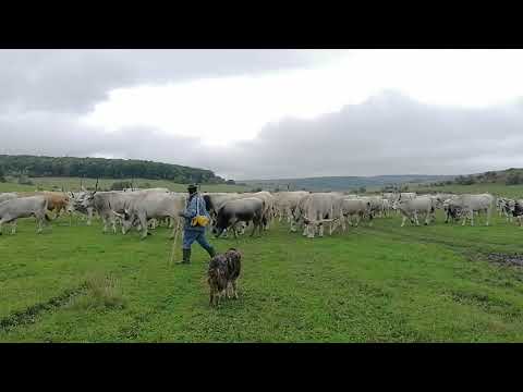 Sura de stepă la Ferma de Biodiversitate Cobor