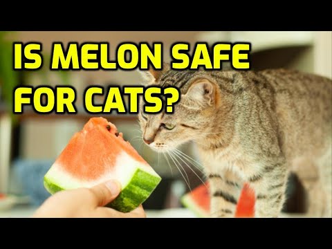 Can Cats Eat Watermelon? - YouTube