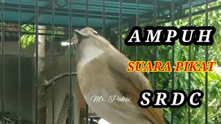 Download lagu Suara PIKAT srdc Paling AMPUH memancing Emosi srdc Lain - Pancingan SRDC Bali gacor mp3 Download lagu Suara PIKAT srdc Paling AMPUH memancing Emosi srdc Lain - Pancingan SRDC Bali gacor mp3