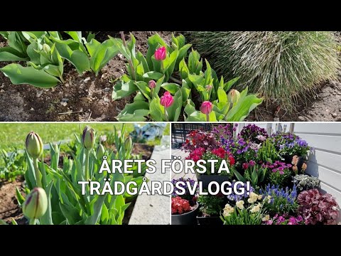 🌿EN MYSIG TRÄDGÅRDSVLOGG!🌿