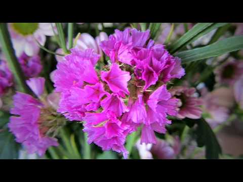 Sometimes A Light Surprises video