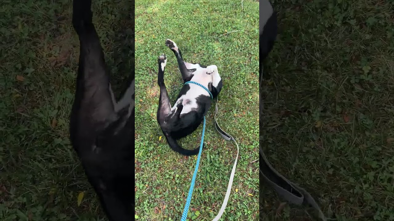 Enlarge Halo, a Adoptable mixed breed in Columbia Station, OH video 6/6