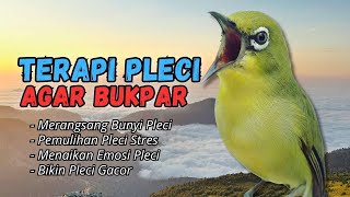 Download lagu Semua Pleci Pasti Langsung Ikut Bunyi Ngalas - Terapi Pleci Agar Buka Paruh mp3 Download lagu Semua Pleci Pasti Langsung Ikut Bunyi Ngalas - Terapi Pleci Agar Buka Paruh mp3