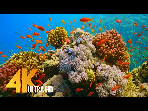 Under Red Sea 4K - Incredible Underwater World - Relaxation Video with Original Sound (NO LOOP) - #1
