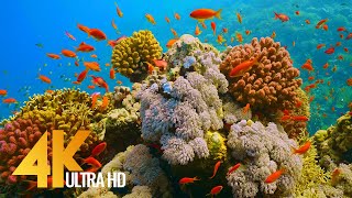 Under Red Sea 4K - Incredible Underwater World - Relaxation Video with Original Sound (NO LOOP) - #1