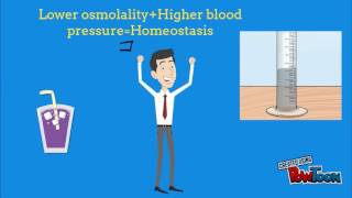 Water Balance Homeostasis