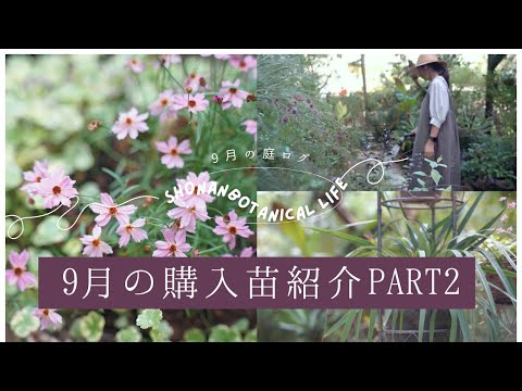 磁器の花 植物
