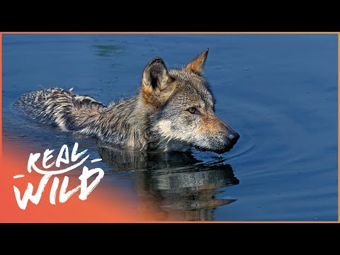 The Elusive Wolves Of The Sea (Wildlife Documentary) | Natural Kingdom | Real Wild