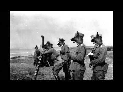 Cats Invade Normanby on D-Day during world war 2