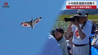 【速報】トキ放鳥、能登の空舞う 56年ぶり本州で野生に