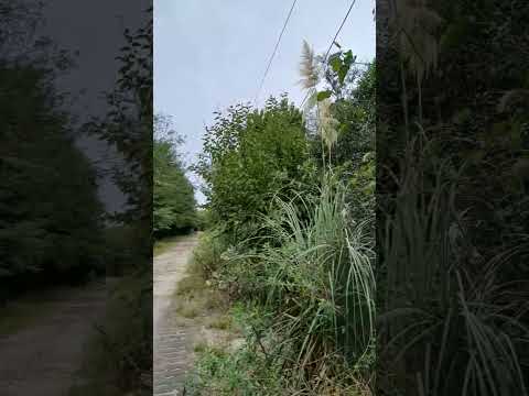 Vistas deLa Picada. Dto. Tala. Parana Campaña. E. Rios. Parte 11