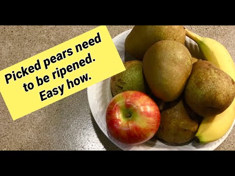 Ripening picked pears.  Here is how we do it