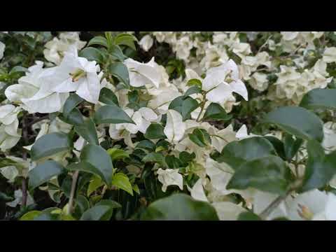 Magnolia white flower in sg botanic garden,The Tropical Montane Orchidetum