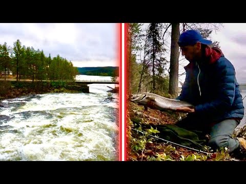 LURE FISHING FOR BIG SWEDISH SEA TROUT