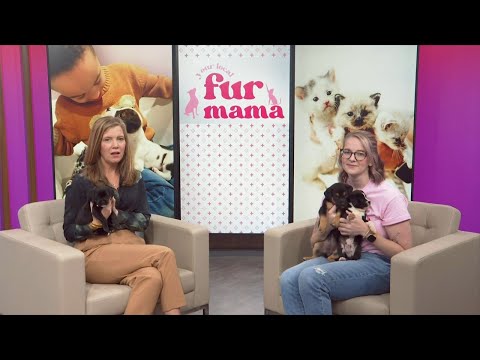 3 Plus Your Pets- Your Local Fur Mama - YouTube