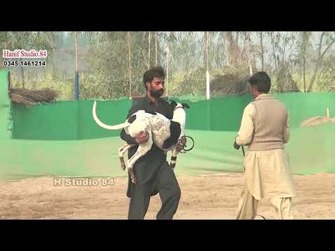 Track race Round 3 Yar Badsha Dhuryana coursing club Dhori 19 Jan 2026