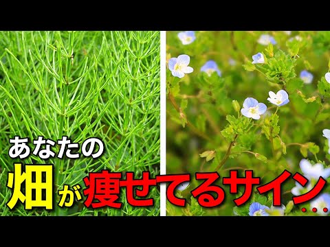 庭の土壌を活性化する理由と方法: 肥沃度を回復するための簡単なステップ  庭園