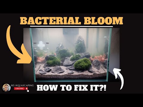 BACTERIAL BLOOM & CLOUDY WATER AQUARIUM IN FISH TANKS - HOW TO FIX IT?