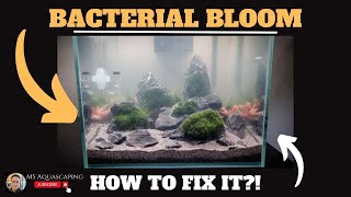 BACTERIAL BLOOM & CLOUDY WATER AQUARIUM IN FISH TANKS - HOW TO FIX IT?