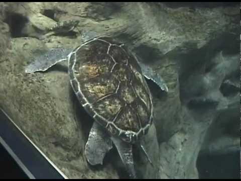 2005.02.07 關西北陸自助旅行 大阪水族館 海遊館