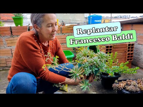 Como Replantar Francesco Baldi | Como Cultivar Suculentas | Glauciara Silva 