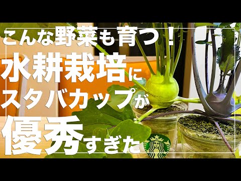 グッドネイバー: コールラビとの混合文化 植物