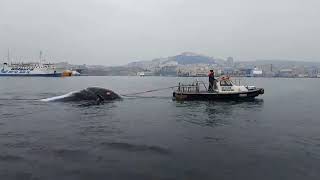 napoli-trovata-morta-la-balenottera-che-nuotava-nel-porto