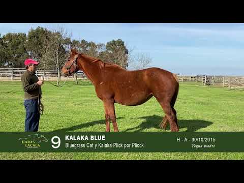 Lote KALAKA BLUE