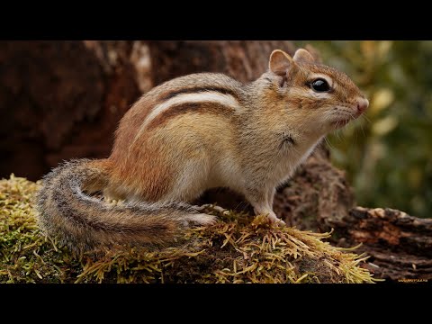 ASIAN CHIPMUNK: Doesn't like relatives at all
