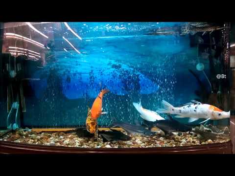 Fish tank with gold fish, ID shark,arowana and discus
