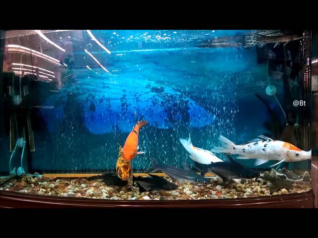 Fish tank with gold fish, ID shark,arowana and discus