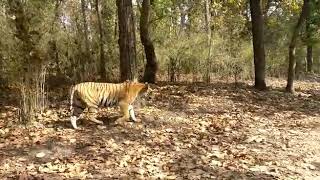 preview picture of video 'Kanha national park#Tiger sighting#2019#pugmark resort.'
