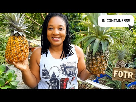 How To GROW GIANT PINEAPPLES In Containers! Anywhere In The World! Easy And Fast!