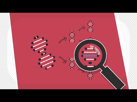 Akute myeloische Leukämie: Diagnose von genetischen Veränderungen