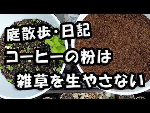 庭でのコーヒーかすの一般的な 3 つの用途 + 安全なガーデニングのために避けるべき 5 つの間違い!  庭園