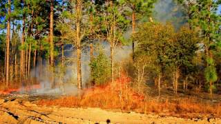 preview picture of video 'Controlled Burn Gothee Forest Florida'