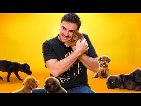 TESTE DE CONCENTRAÇÃO: FILHOTINHOS!