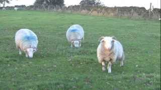 preview picture of video 'Cookridge Countryside, Leeds, West Yorkshire, UK - 3rd November, 2012'