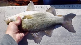 Fishing to FILL a COOLER! Whitebass Beatdown!