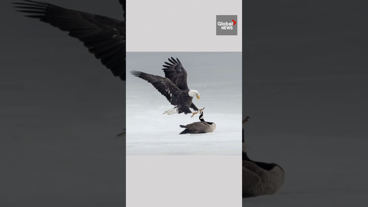 Photographer captures intense standoff between Canada goose and bald eagle